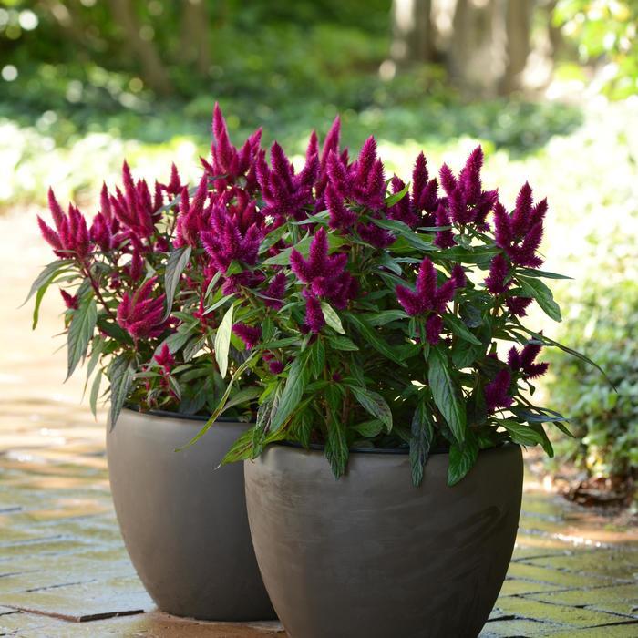 Celosia argentea ‘Intenz’ (Intenz Wheat Celosia)