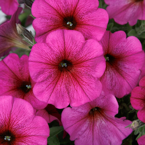 Petunia x Calibrachoa (Petchoa SuperCal Premium Purple Dawn)
