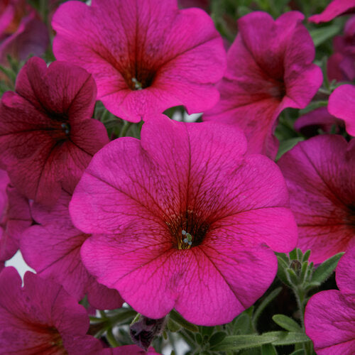 Petunia x Calibrachoa (Petchoa SuperCal Premium Purple Dawn)