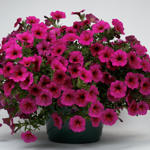 Petunia x Calibrachoa (Petchoa SuperCal Premium Purple Dawn)