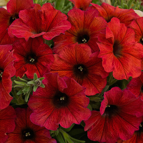 Calibrachoa hybrid (SuperCal Premium Bordeaux)