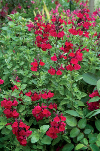 Salvia huntingtons red