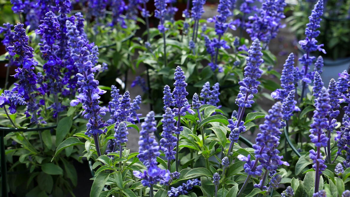 Salvia spp. ‘Mix’ – Mixed Sage