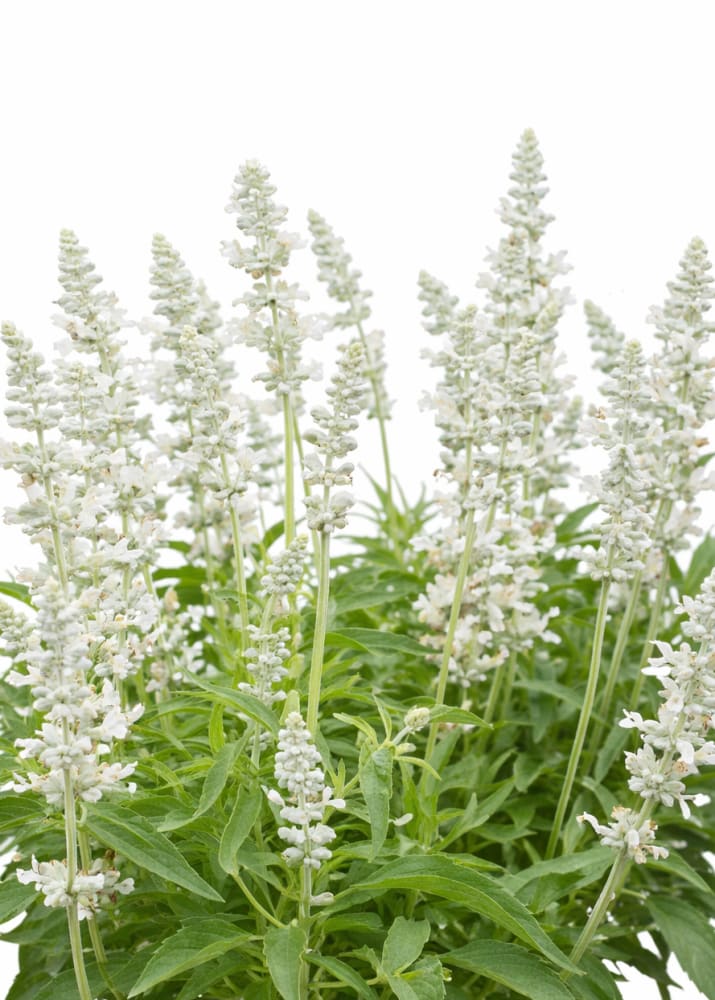 Salvia Farinacea 'Victoria White' (Victoria White Mealycup Sage)