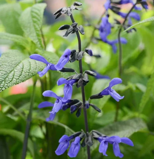 Salvia guaranitica (Black and Bloom)