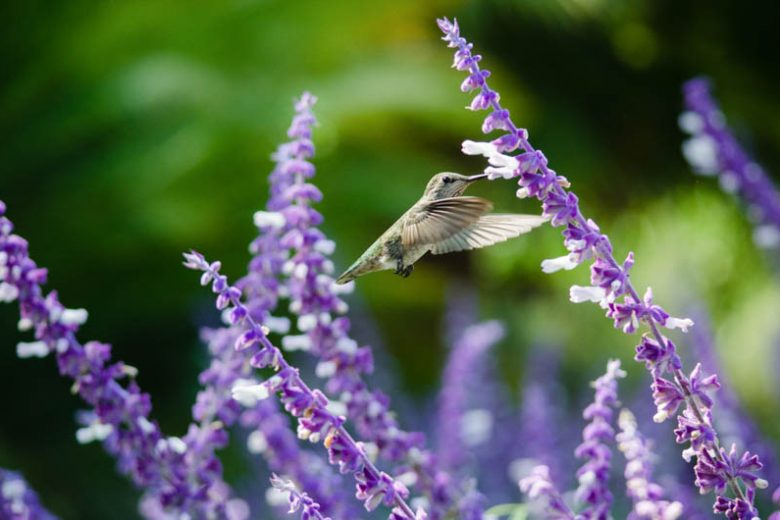 Salvia leucantha ‘Velour Purple’ – Mexican Bush Sage