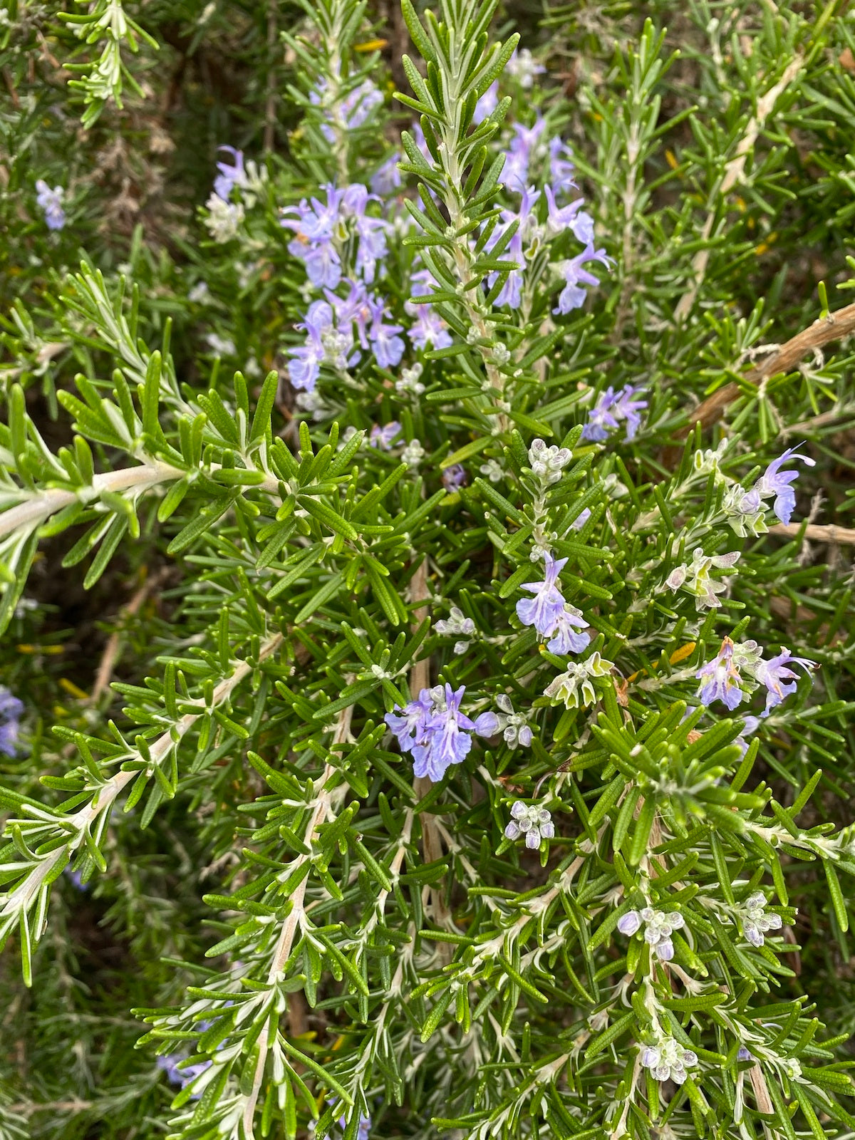 Rosmarinus Officinalis ‘Prostratus’ (Prostrate Rosemary)