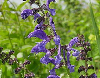 Salvia spp. ‘Mix’ – Mixed Sage