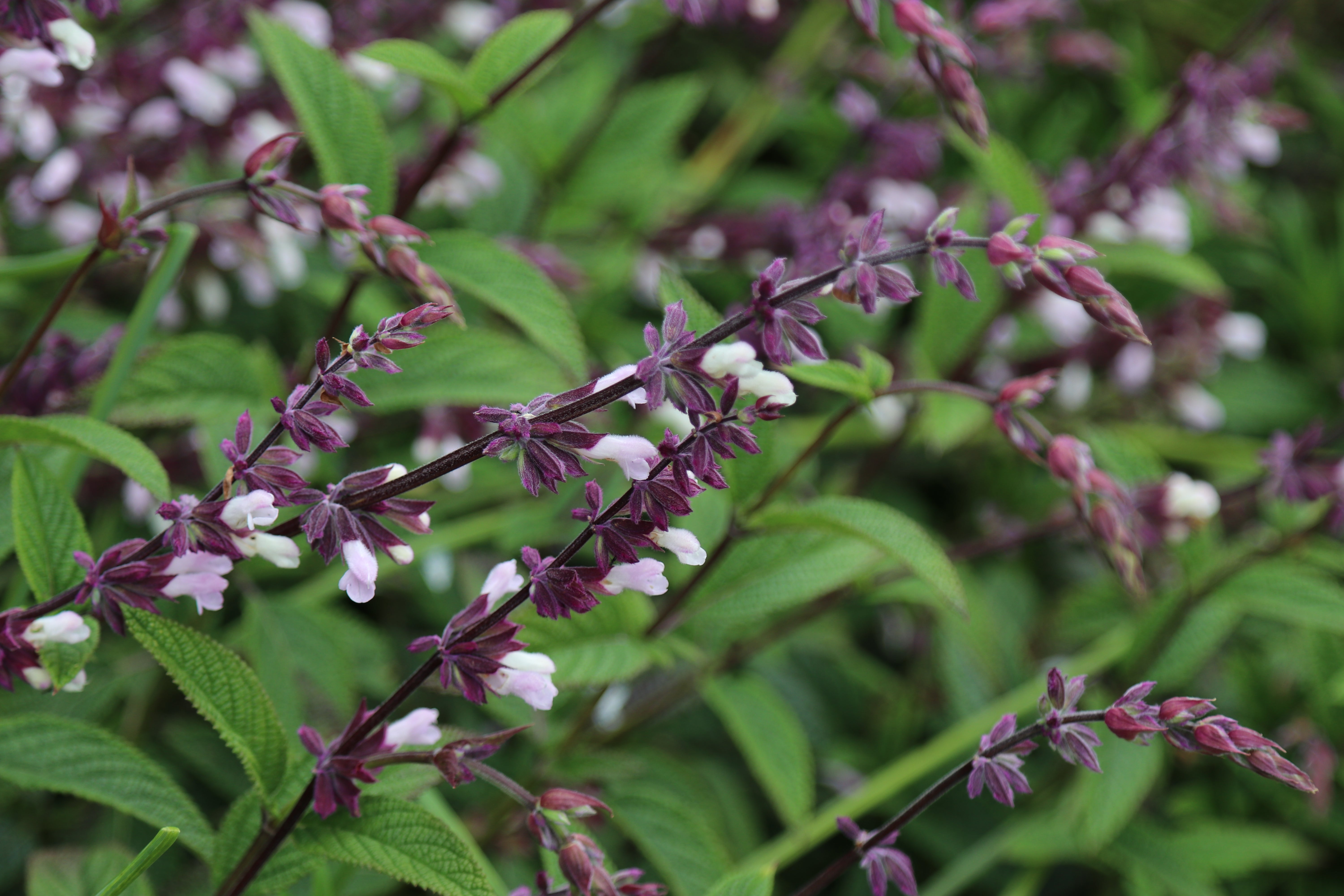Salvia waverley