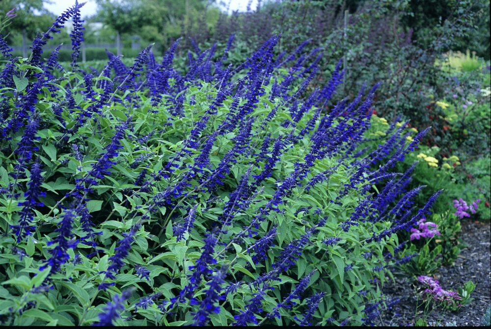 Salvia ‘Anthony Parker’ (Anthony Parker Sage)