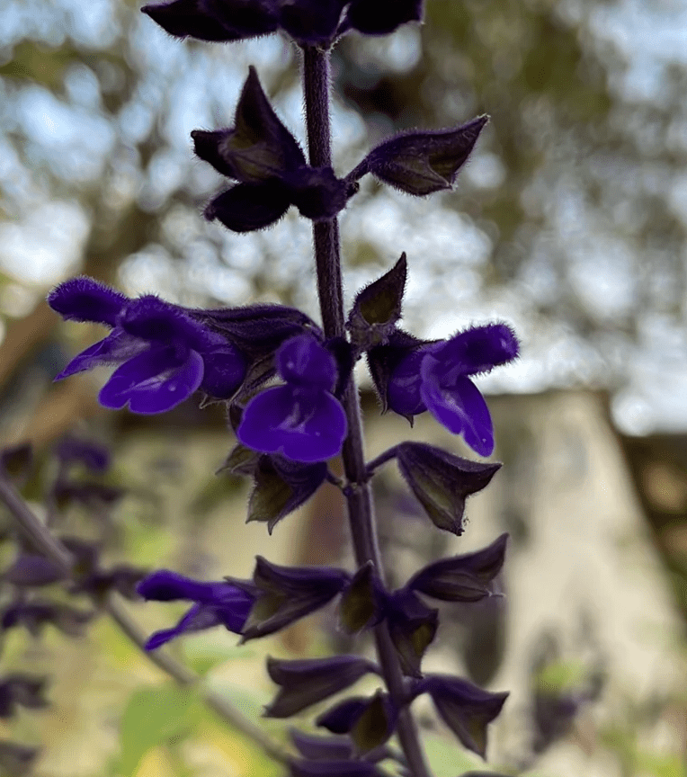 Salvia ‘Anthony Parker’ (Anthony Parker Sage)