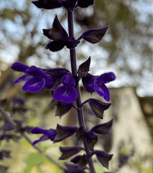 Salvia ‘Anthony Parker’ (Anthony Parker Sage)