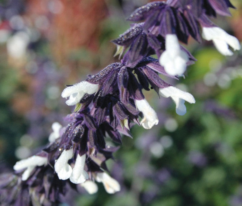 Salvia ‘Meigan’s Magic’ (Meigan’s Magic Sage)