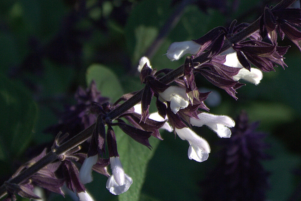 Salvia ‘Meigan’s Magic’ (Meigan’s Magic Sage)