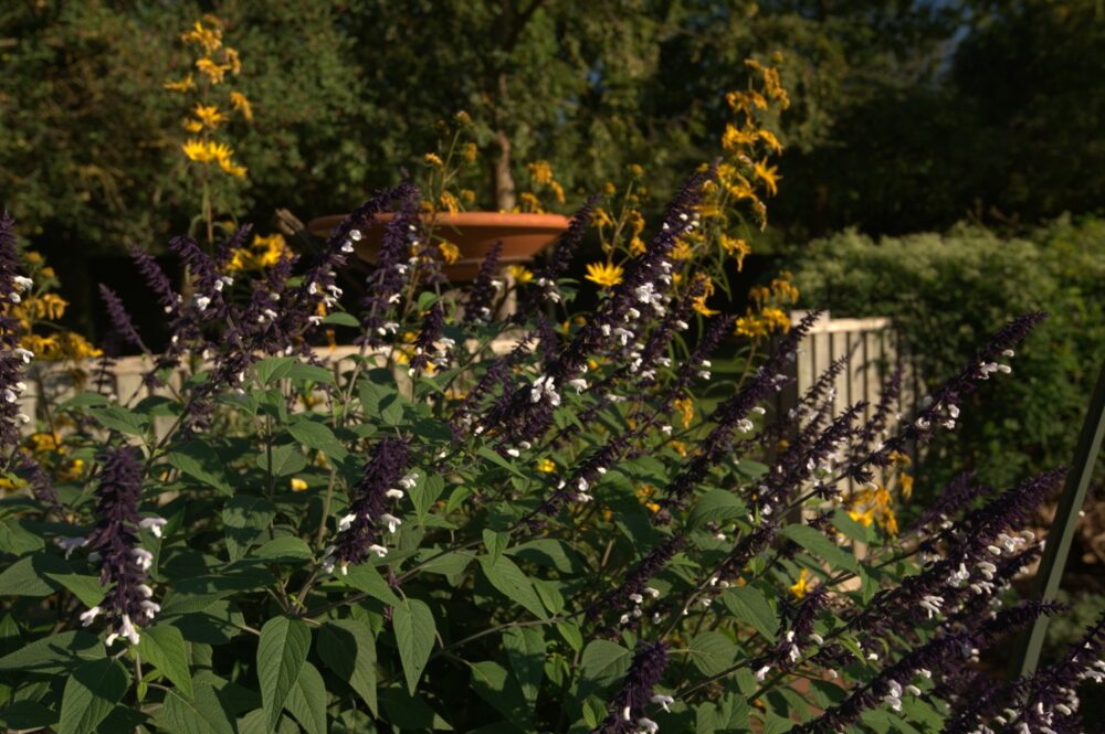 Salvia ‘Meigan’s Magic’ (Meigan’s Magic Sage)