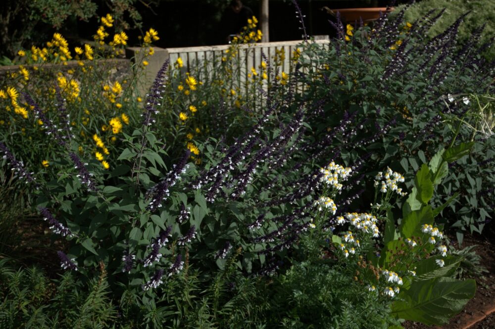 Salvia ‘Meigan’s Magic’ (Meigan’s Magic Sage)