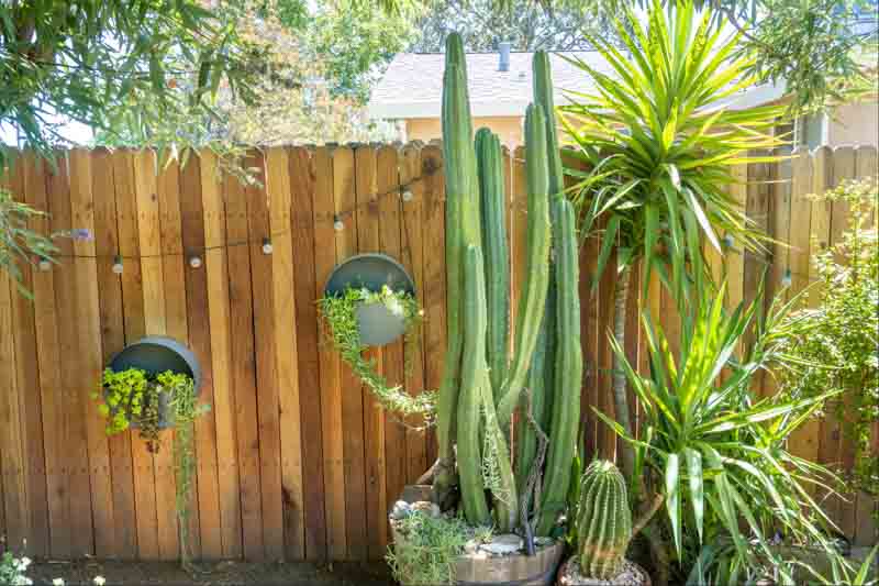 Trichocereus pachanoi (San Pedro Cactus)