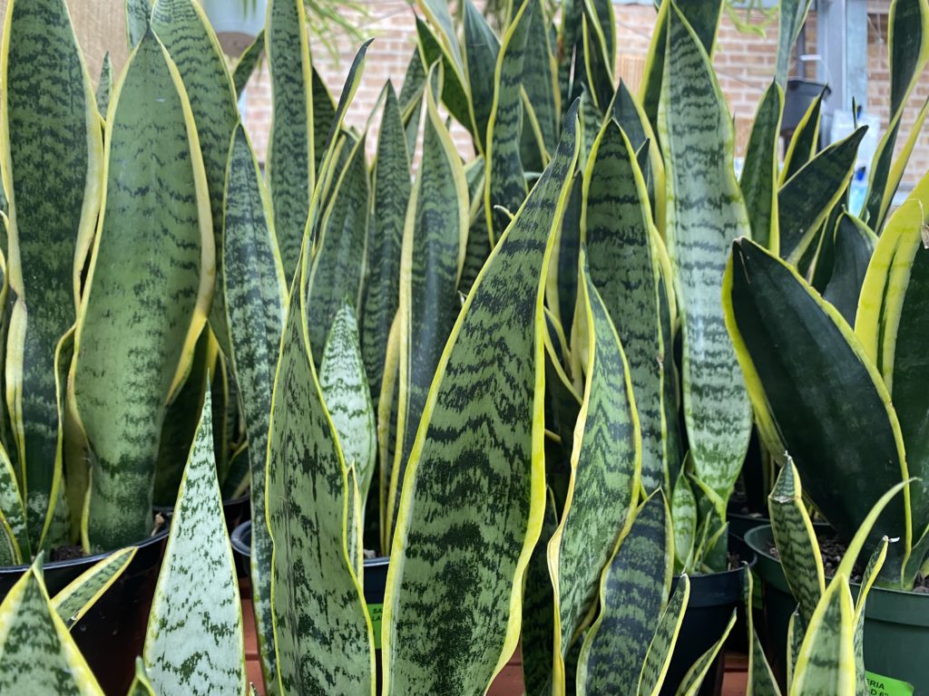 Sansevieria trifasciata 'Laurentii' (Laurentii / Snake Plant)