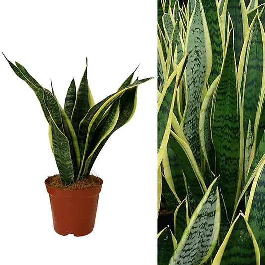 Sansevieria spp. (Assorted Snake Plant / Mother-in-Law’s Tongue)