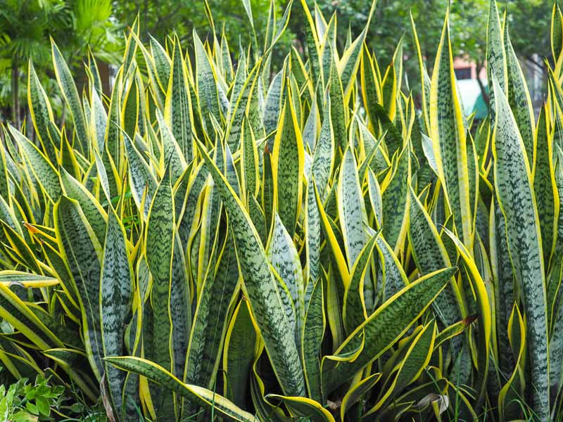 Sansevieria Trifasciata 'Laurentii' (Laurentii / Snake Plant)
