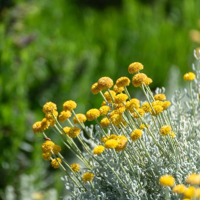Santolina chamaecyparissus (Lavender Cotton)