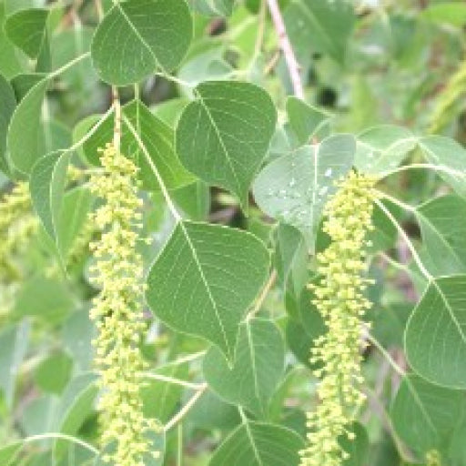 Sapium sebiferum (Chinese Tallow Tree)