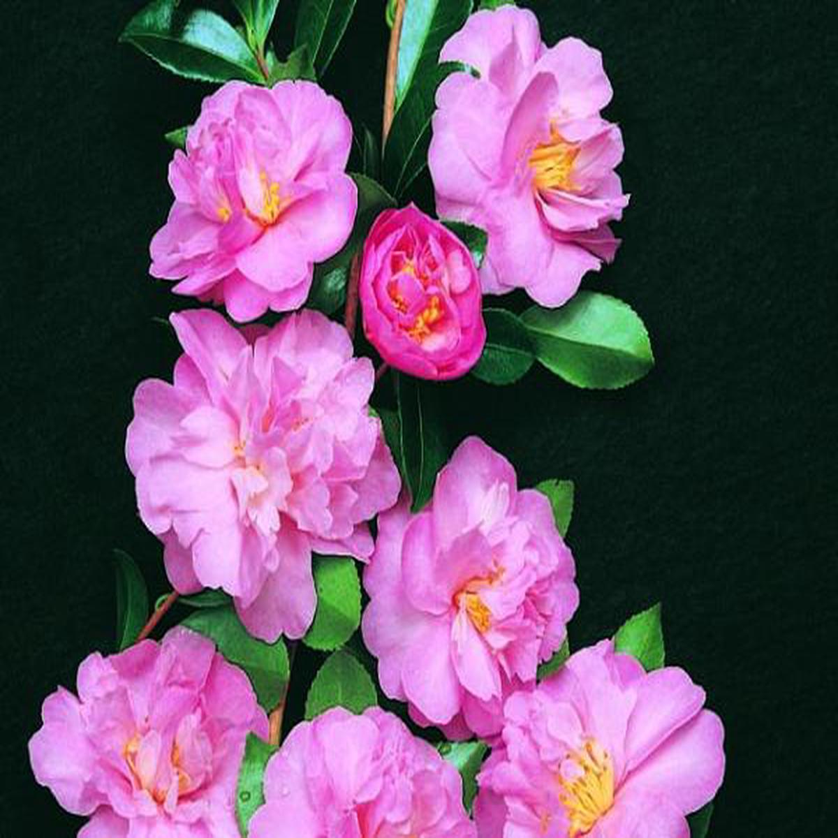 Camellia sasanqua ‘Paradise Petite Sylvia’ (PARSYLVIA)