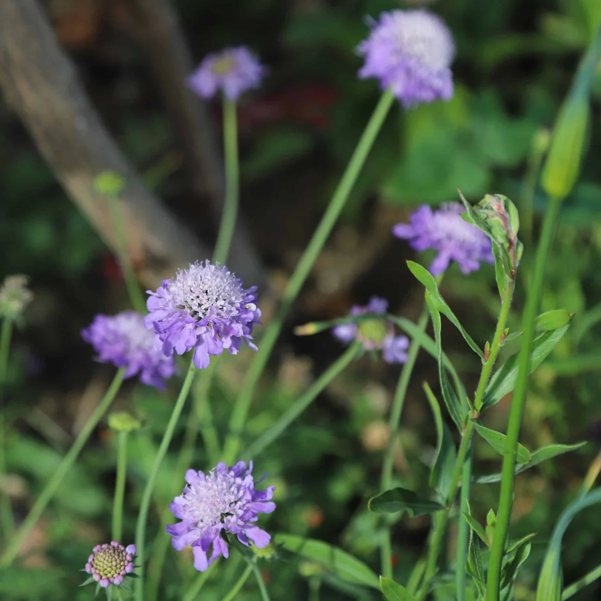 Scabiosa Columbaria 'Mauve Delight' (Mauve Delight Scabiosa)