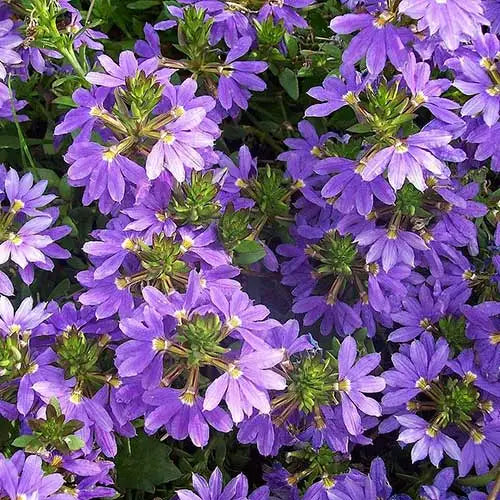 Scaevola ‘Purple Fanfare’