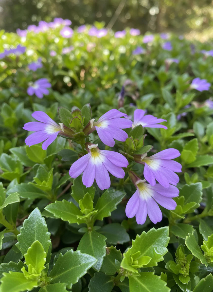 Scaevola Humilis ‘PFS100’ Purple Fusion™ (Purple Fusion Fan Flower)