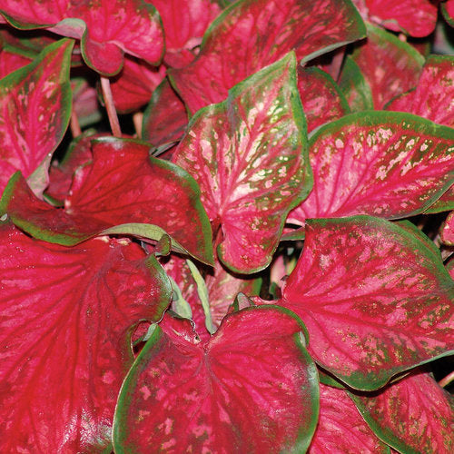 Caladium ‘Amber Flame’ (Fancy-Leaf Caladium)