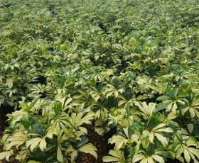 Schefflera arboricola 'Madame De Smet' (Madame De Smet Schefflera)