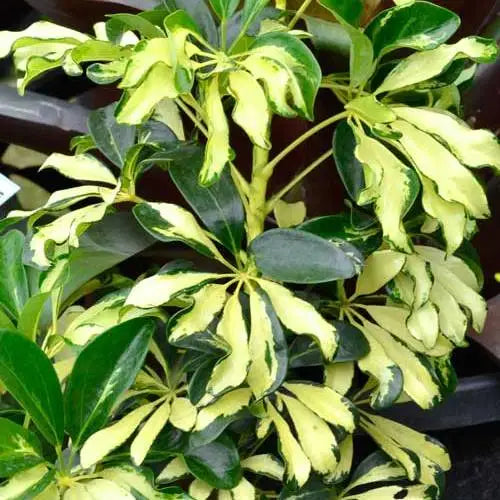 Schefflera Arboricola ‘Madame De Smet’ (Variegated Dwarf Umbrella Plant)