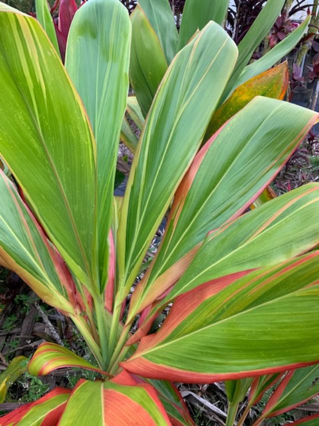 Cordyline Fruticosa 'Schubertii' (Schubert Ti Plant)