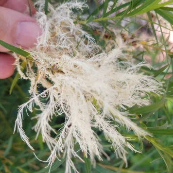 Melaleuca linariifolia ‘Sea Foam’ – White Flowering Paperbark