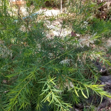 Melaleuca linariifolia ‘Sea Foam’ – White Flowering Paperbark