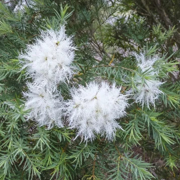 Melaleuca linariifolia ‘Sea Foam’ – White Flowering Paperbark