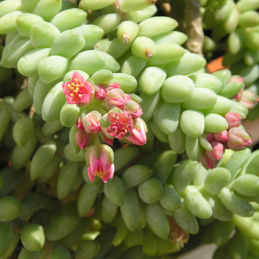 Sedum burrito (Burro's Tail) Hanging baskets
