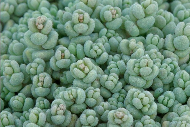 Sedum dasyphyllum (Corsican Stonecrop)