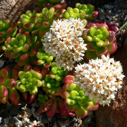 Sedum lucidum ‘Coachwood’