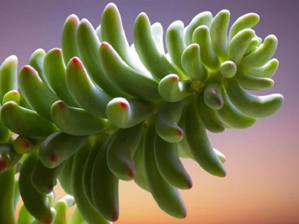 Sedum pachyphyllum ‘Rose Blue Jelly Bean’
