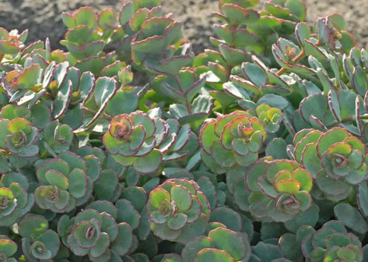 Sedum sieboldii (October Daphne)