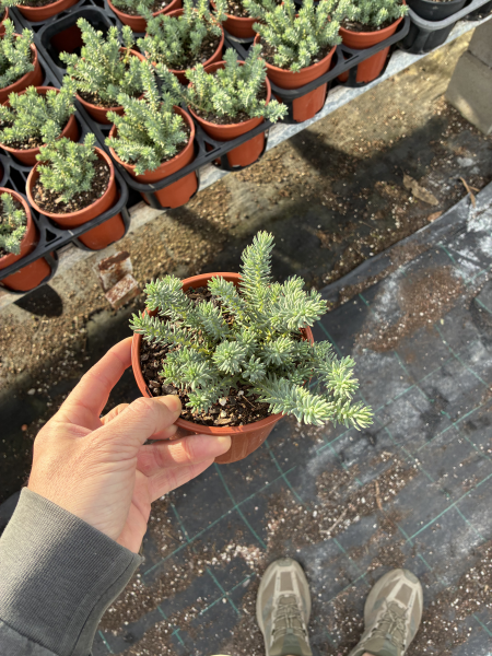 Sedum ‘Blue Feather’ (Trip-Madam)