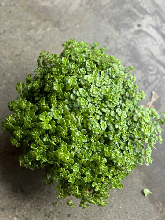 green mound succulent Sedum 'Green Mound' – Lush Green Succulent Groundcover