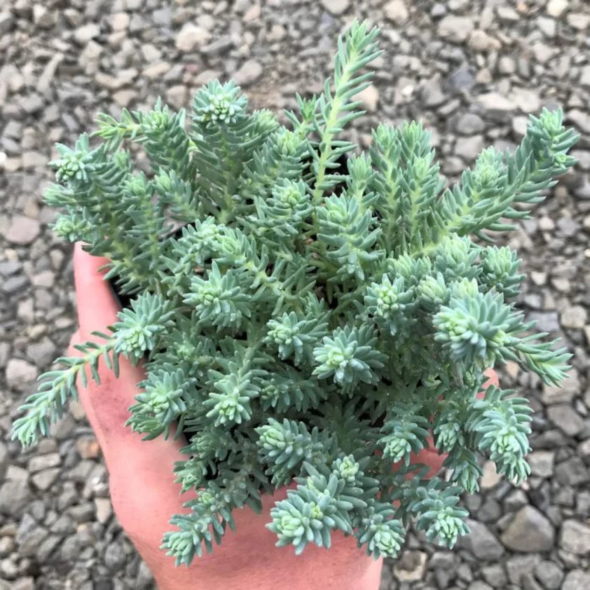 Sedum Rupestre ‘Blue Spruce’ (Blue Spruce Stonecrop)