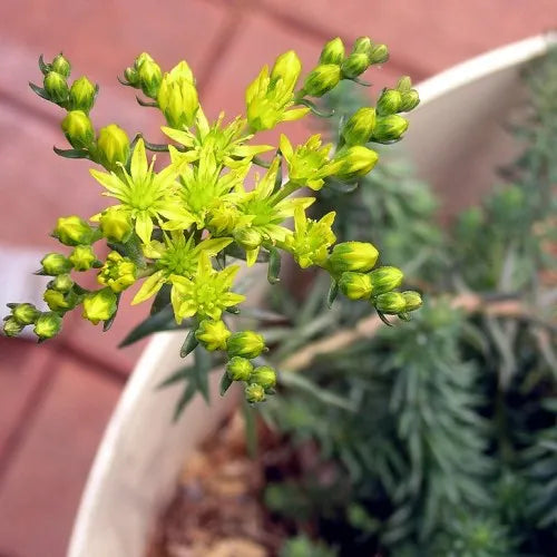 Sedum ‘Blue Feather’ (Trip-Madam)
