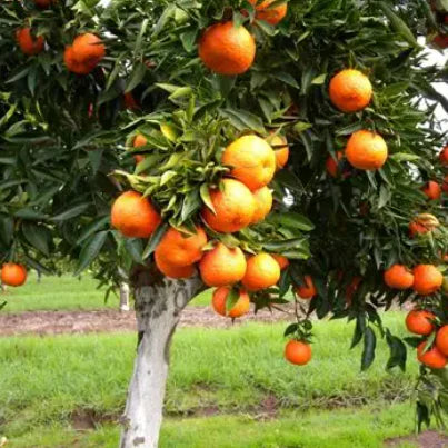 Citrus reticulata ‘Japanese Seedless’ (Mandarin)