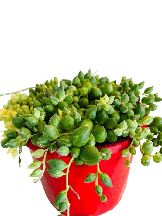 Senecio rowleyanus (Angel Tears / Hanging Baskets)