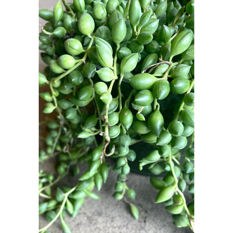 Senecio radicans (String of Beans)