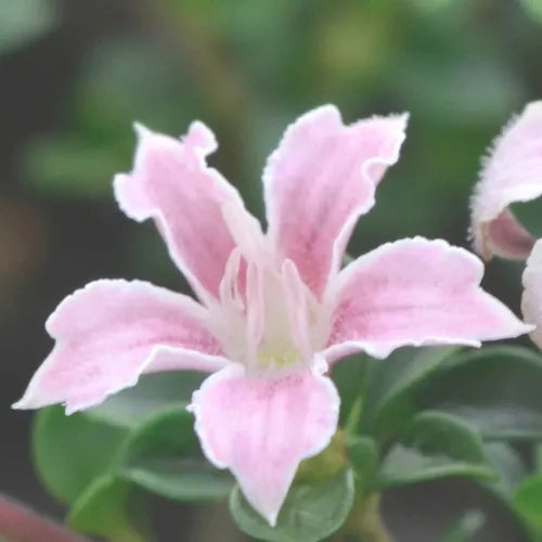 Serissa foetida ‘Snow Leaves Pink’ (Snow Rose)